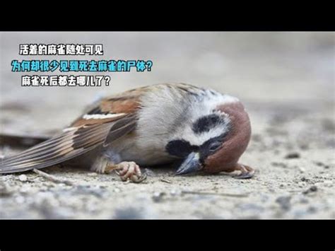 鳥死在家裡|【鳥死在家門口】鳥死在家門口：替人擋災的吉兆？還是潛在危。